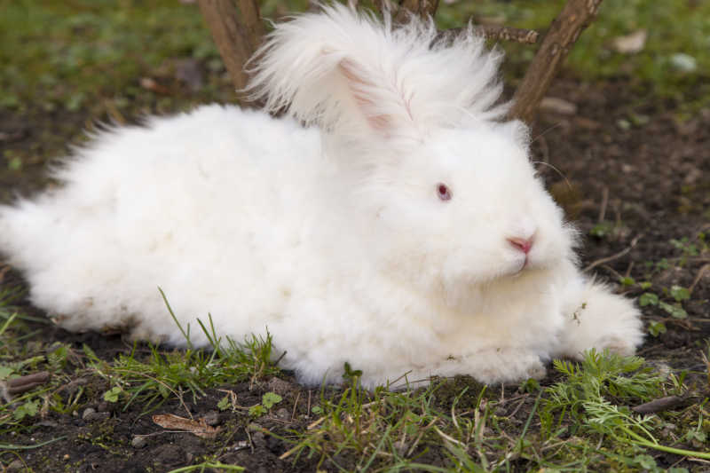 白色公主兔长大的照片图片