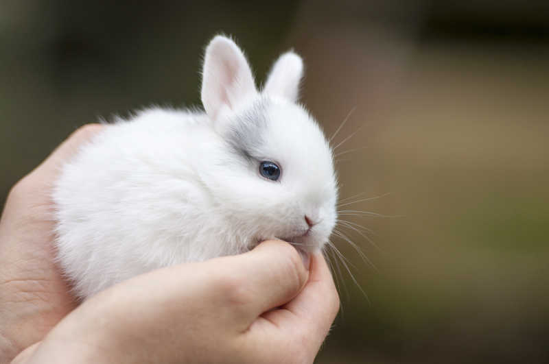毛茸茸的小白兔