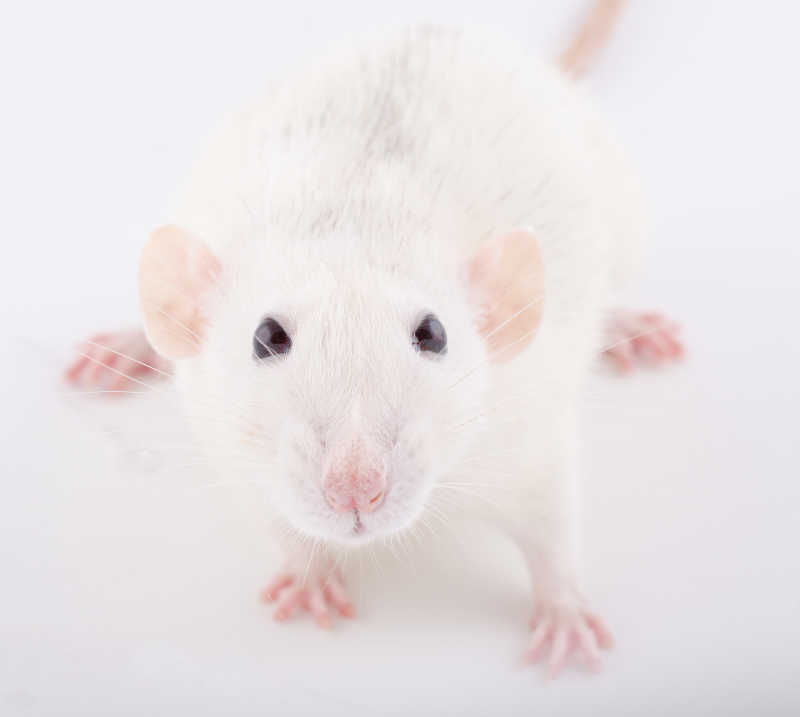 好奇的看着镜头的小白鼠