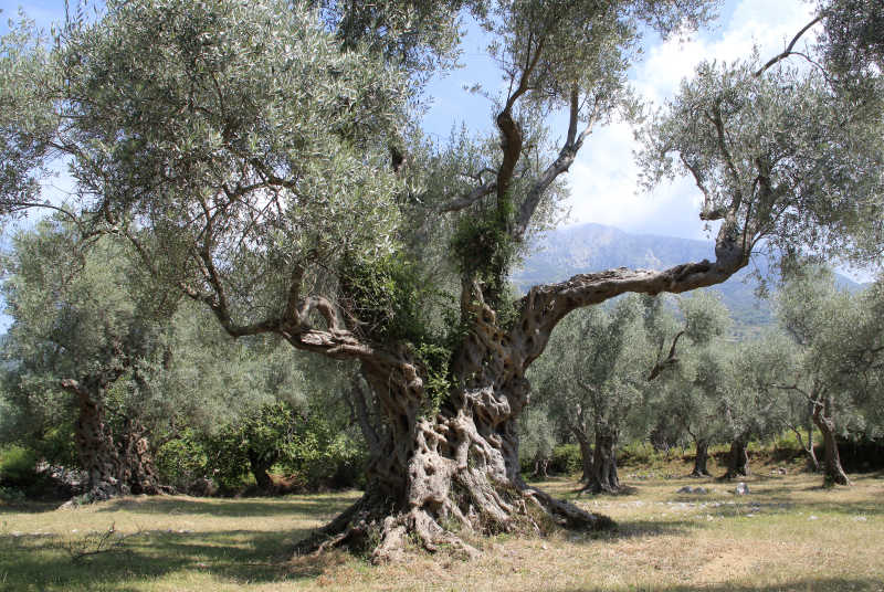 地中海黑山的古老的橄榄树