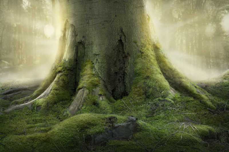 森林里生长的古老强大的树根