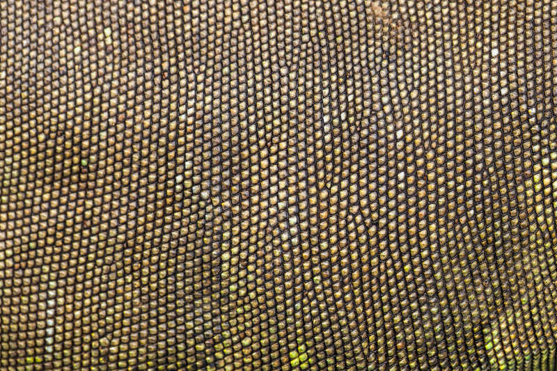 蜥蜴的绿色皮肤