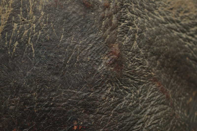 动物大象身体的皮肤