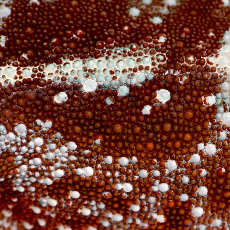 爬行动物凹凸的皮肤