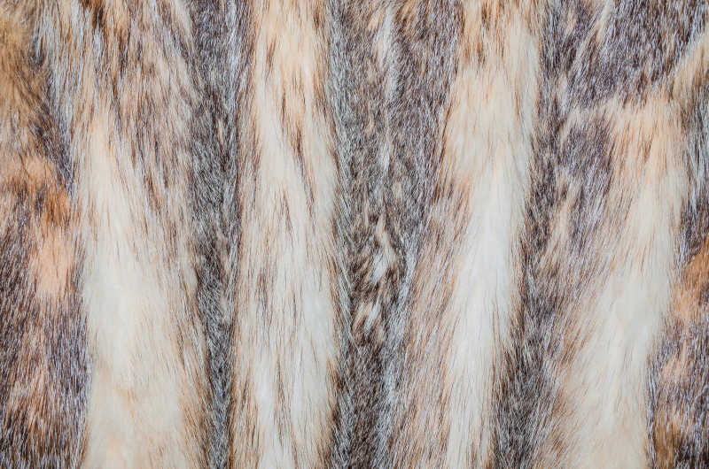 动物狐狸的毛皮