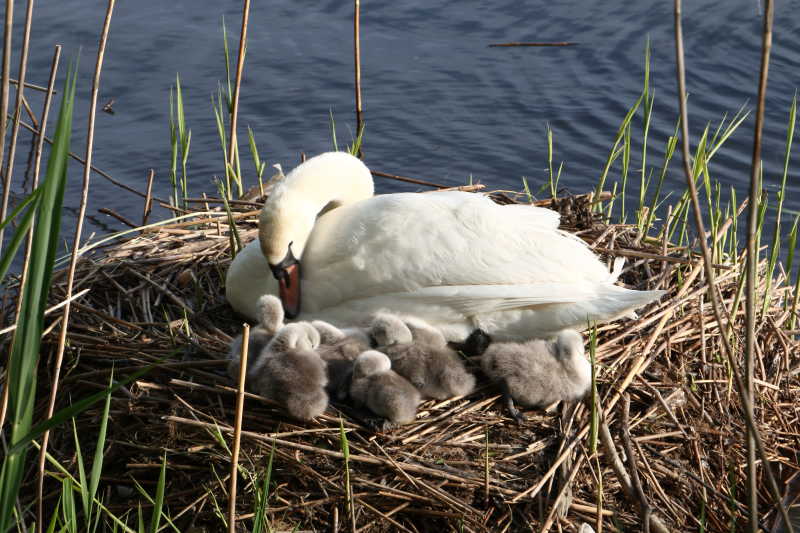 天鹅妈妈与小天鹅