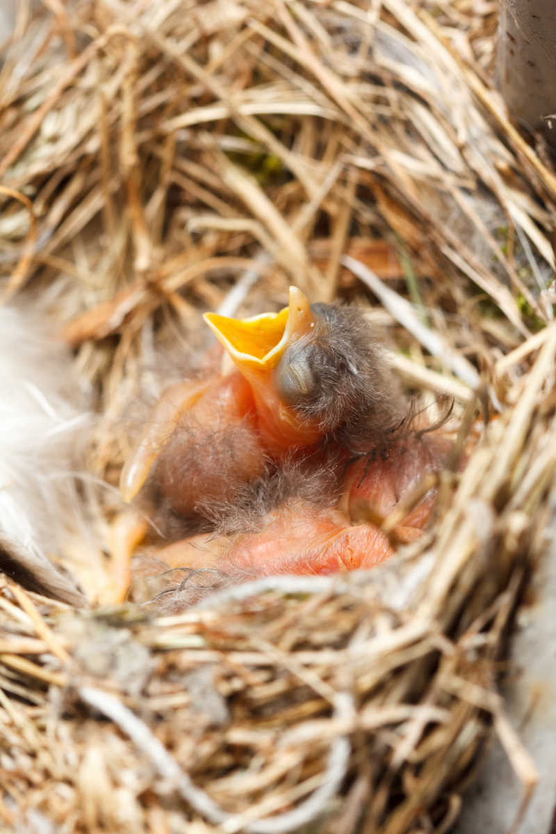雏鸟张开嘴巴坐在鸟巢