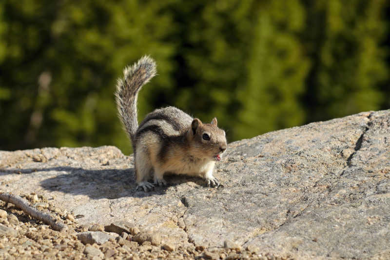 花栗鼠图片 加拿大的花栗鼠素材 高清图片 摄影照片 寻图免费打包下载