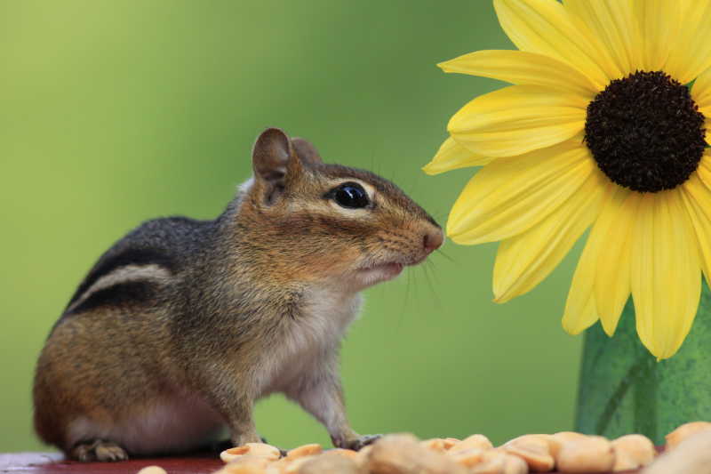 可爱的花栗鼠在一个向日葵下