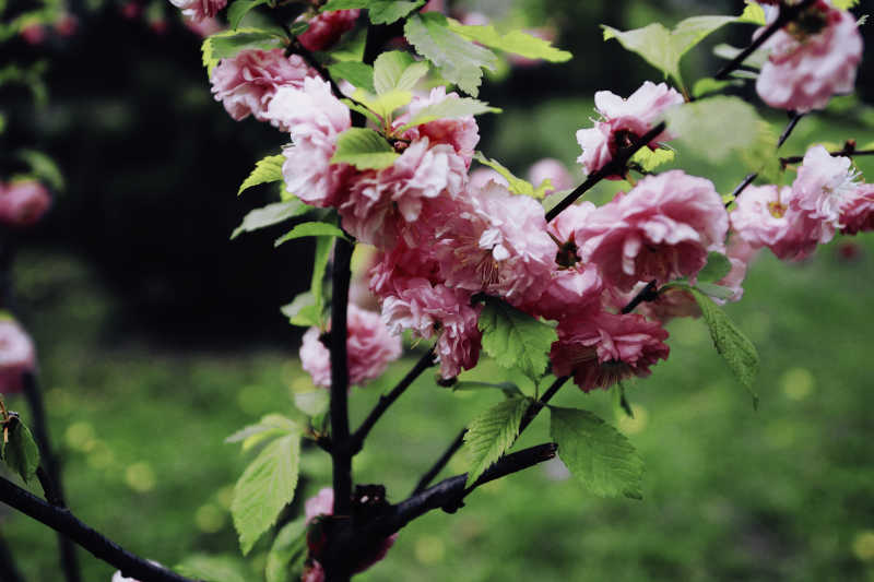绿色背景下开放的粉红色花朵