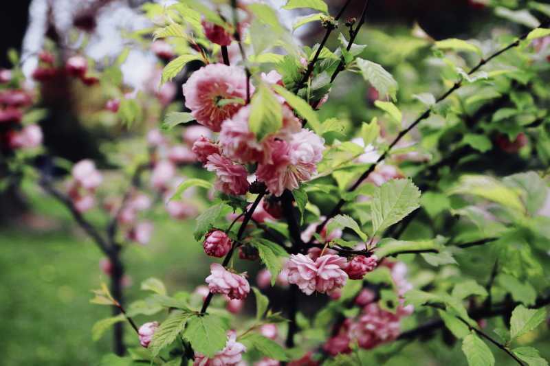 户外树枝上盛开的粉红色樱花花朵