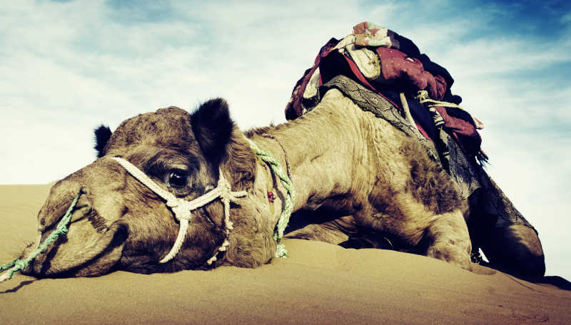 躺在沙漠上的骆驼