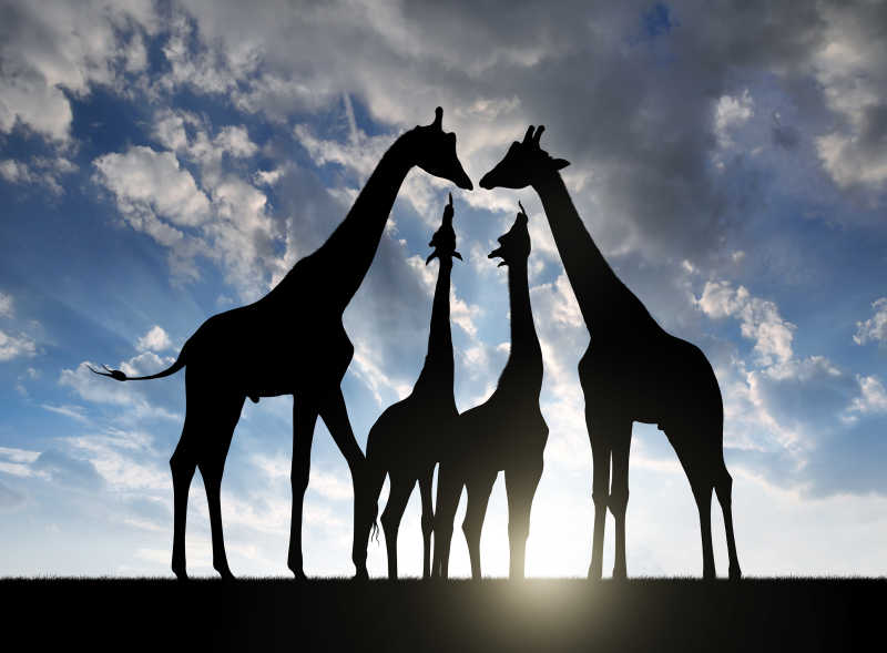 日落在草原上的长劲鹿