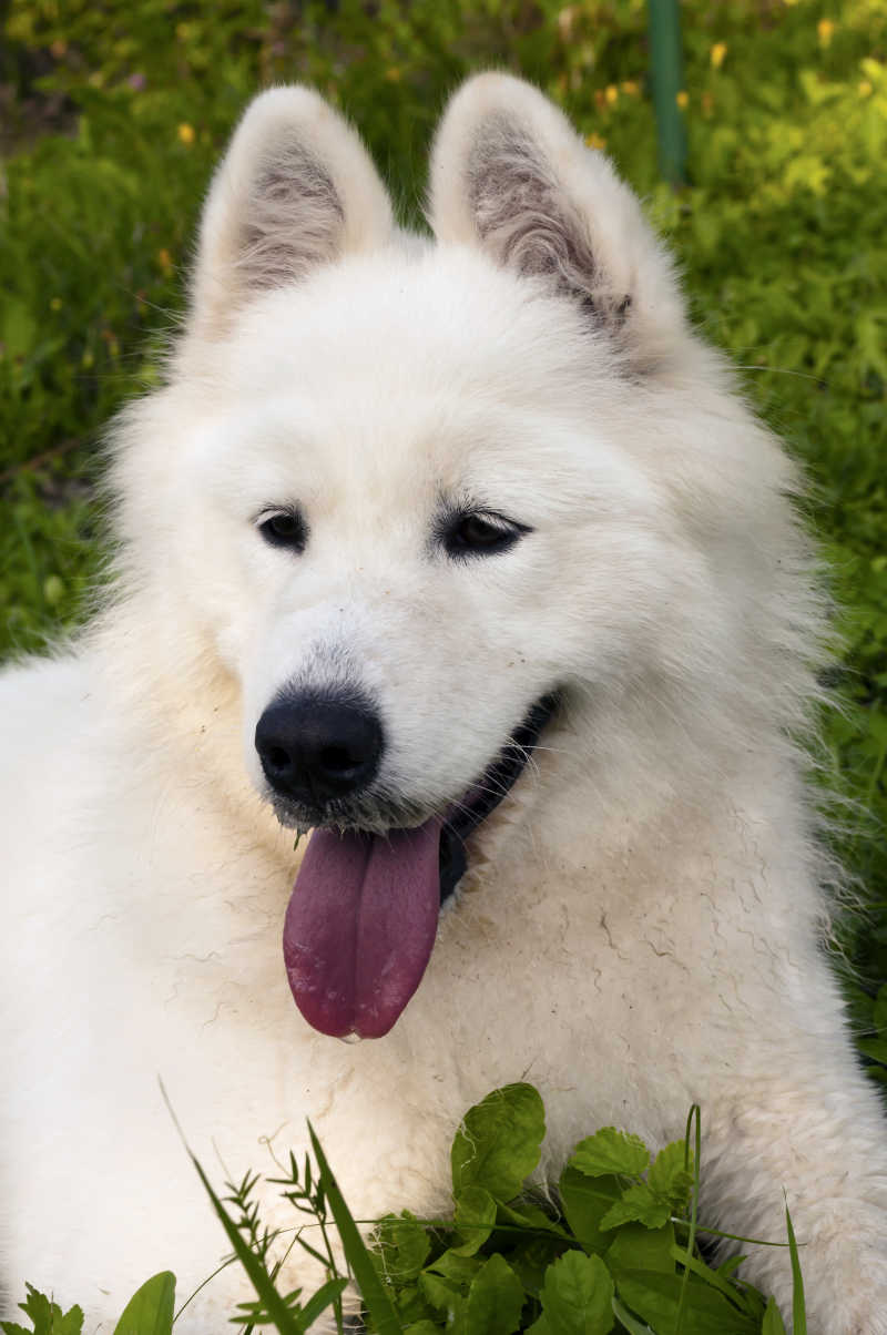 大白狗的品种图片图片