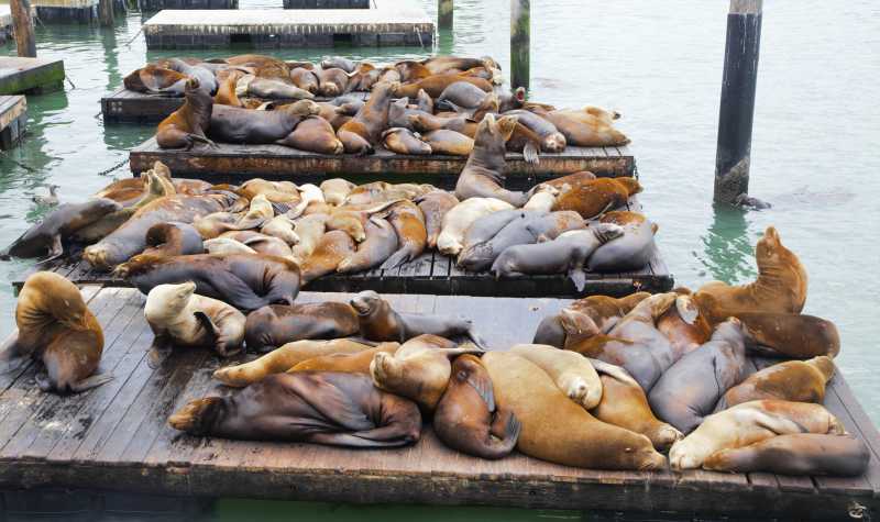 成群结队正在戏水的动物