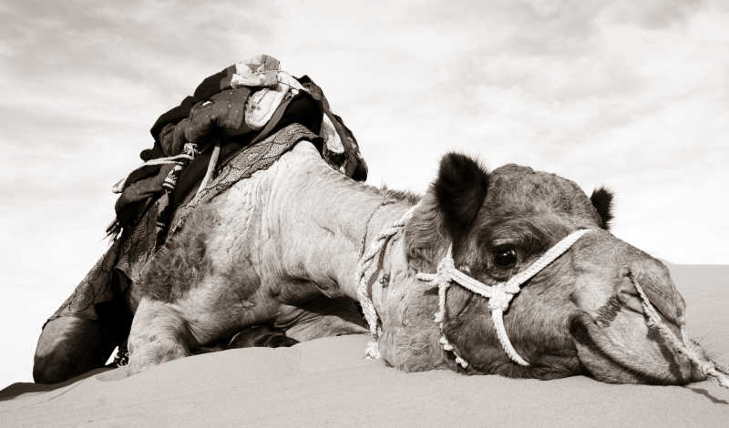 再沙漠出现的骆驼