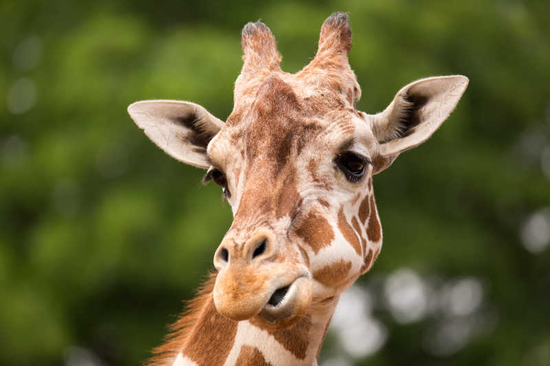 一脸无辜的可爱动物