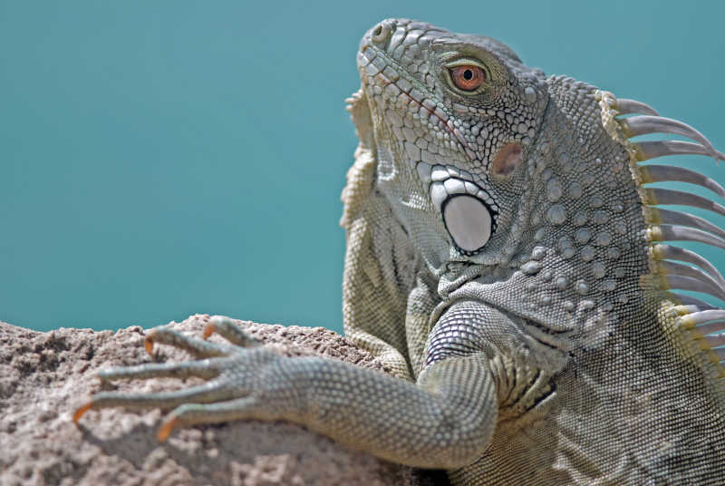 长相及其丑陋的鬣蜥