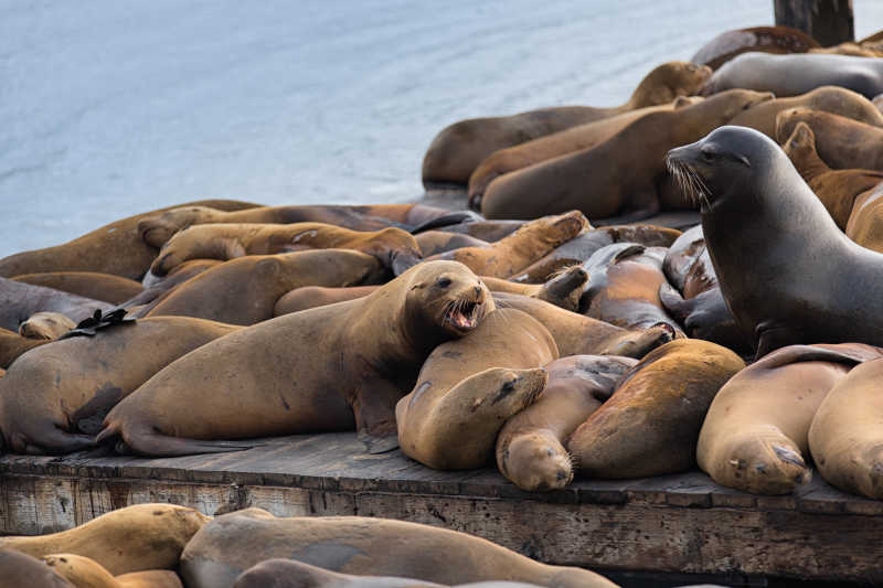 正躺在海边午休的动物
