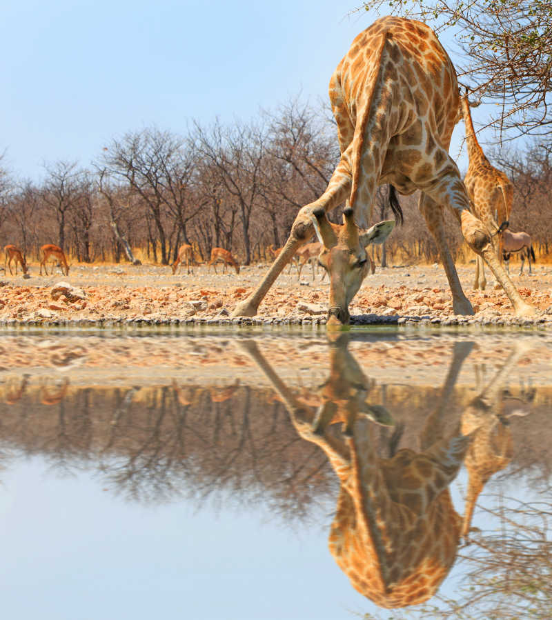 长颈鹿喝水