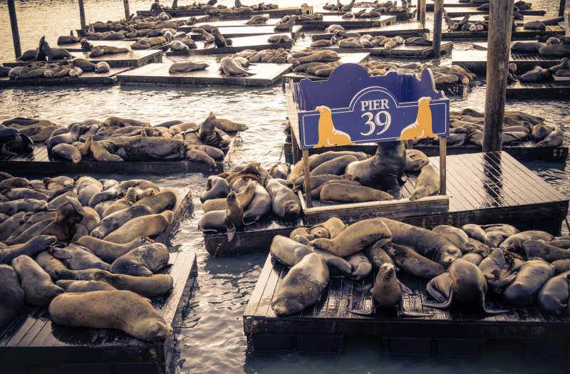 39号码头中的群居海狮