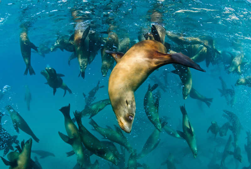 海里100种动物图片