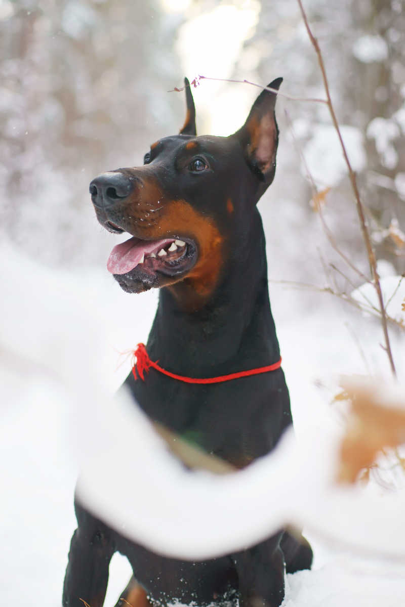 黑色的杜賓犬圖片-被繩子牽著的杜賓犬素材-高清圖片-攝影照片-尋圖