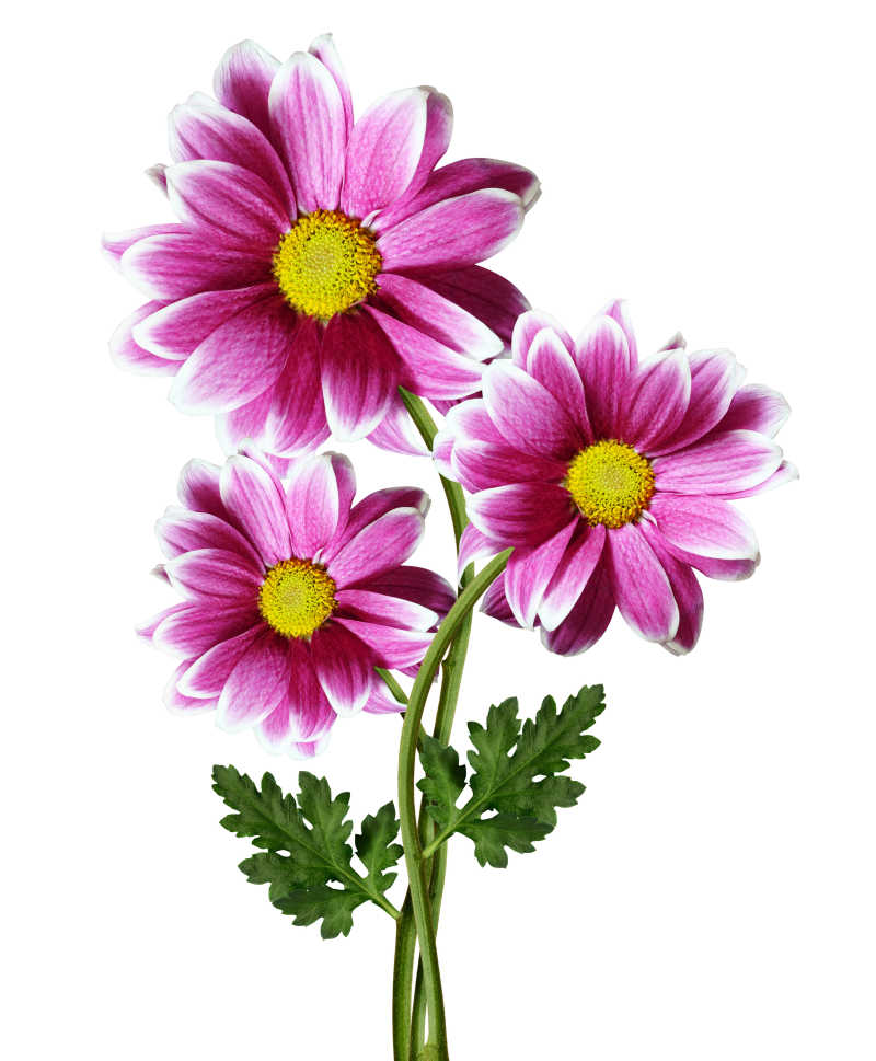 放在白色背景上的粉色鲜花