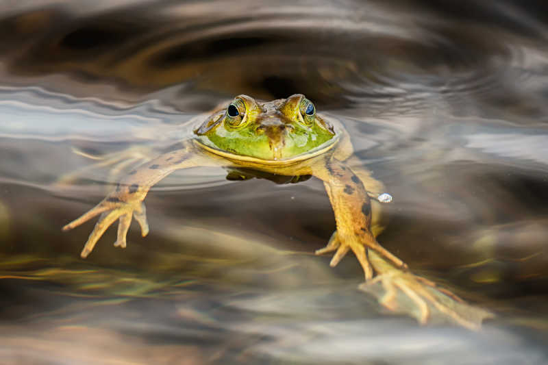 沼泽中游泳的青蛙