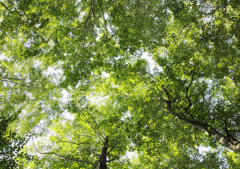 森林仰视下的树木