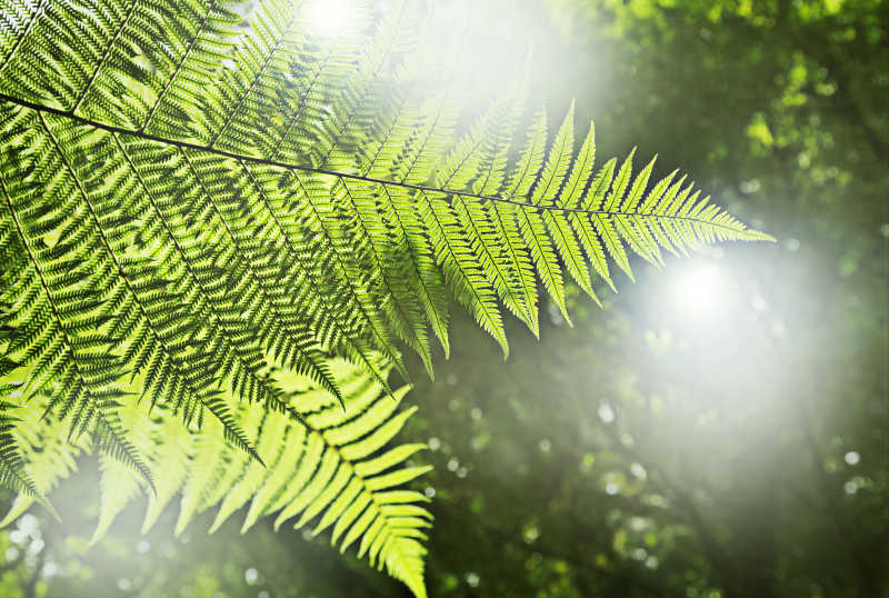 森林里的绿色树枝