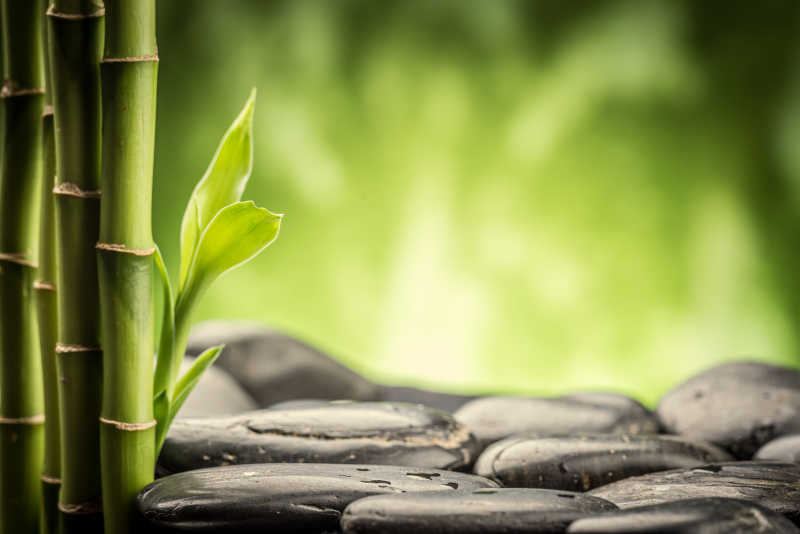 绿色竹子旁边的禅石