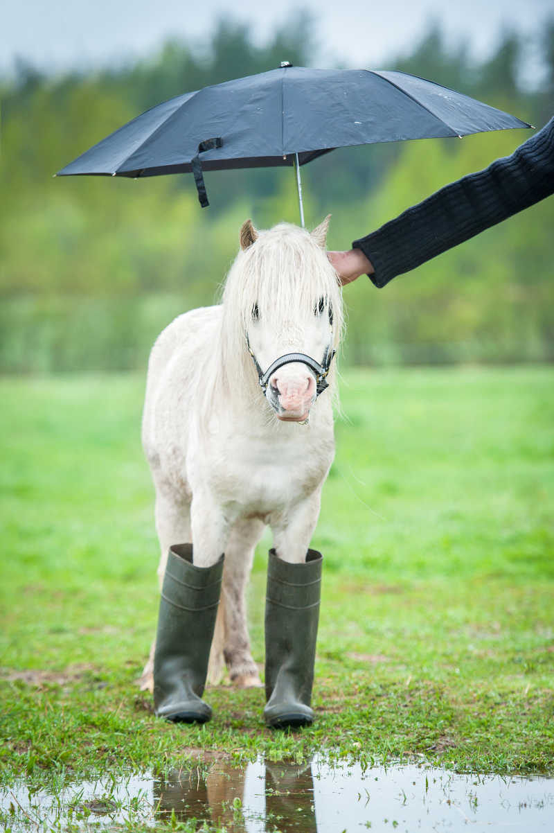 在草地上穿着雨鞋撑着雨伞的小马
