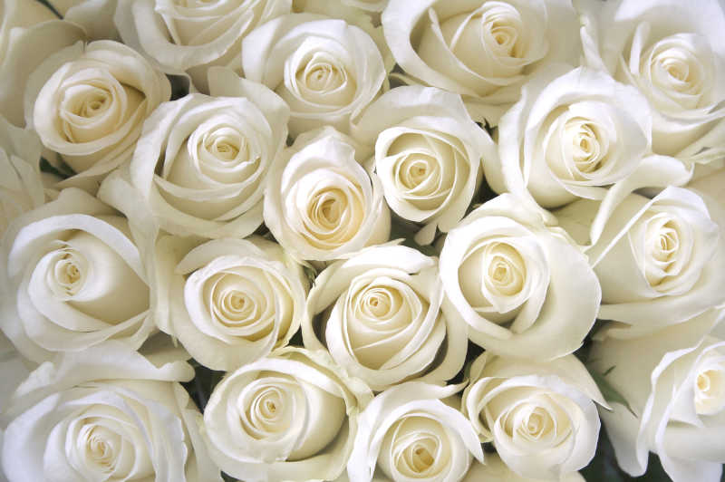 一堆白色的玫瑰花背景