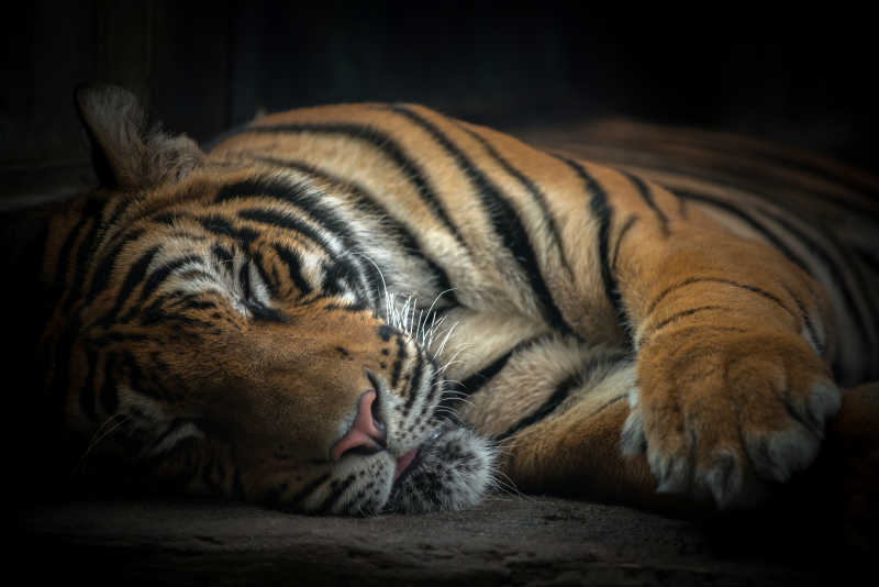 猛虎睡觉图图片