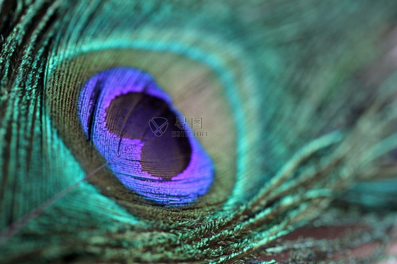 漂亮的孔雀羽毛