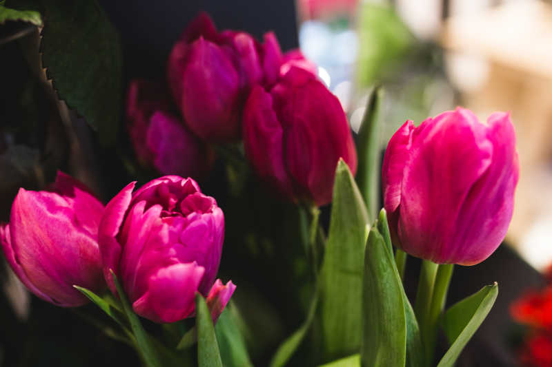 公园里的粉色郁金香