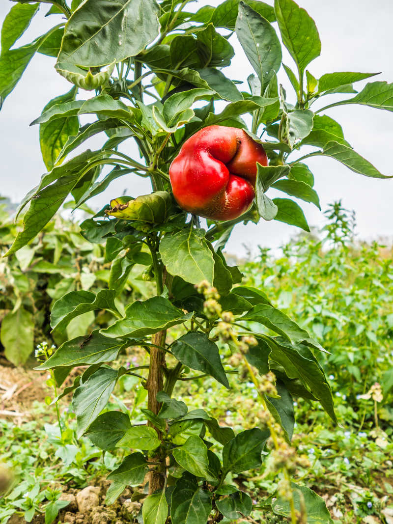 田间还没成熟的辣椒