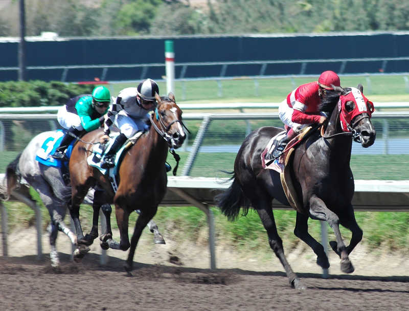 夺位赛中的赛马