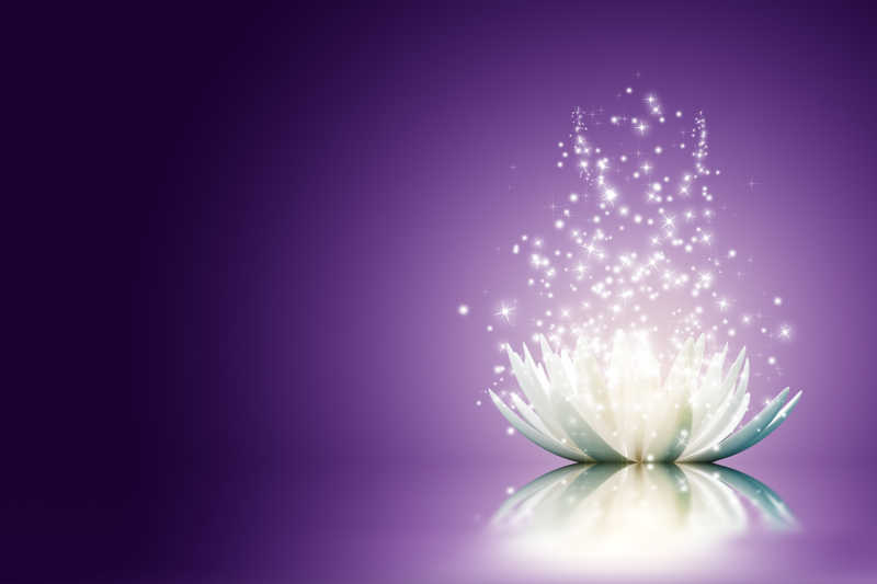 紫色背景下的白色莲花