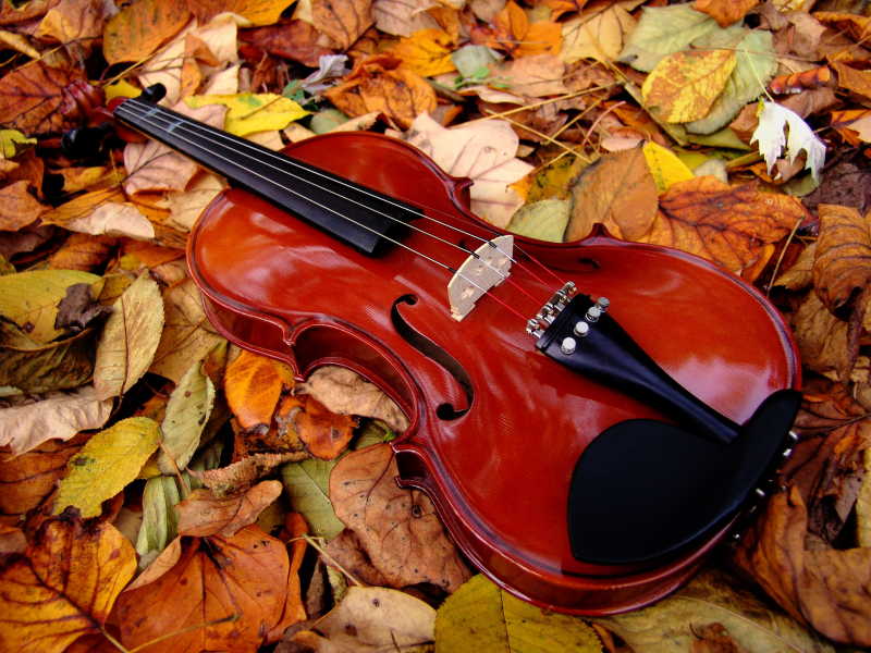 叶子上的小提琴