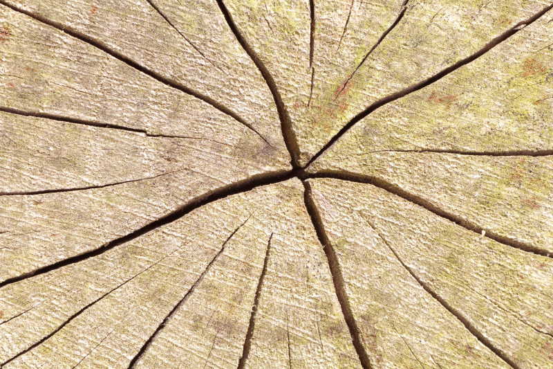 旧树墩上的纹理