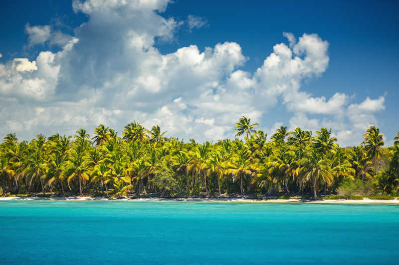 美丽的热带岛屿上的棕榈树