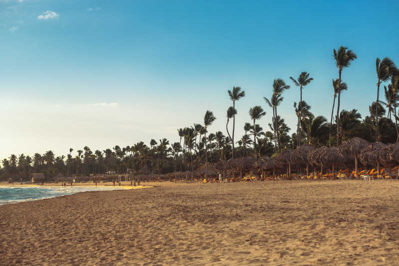 加勒比海度假海滩上的棕榈树