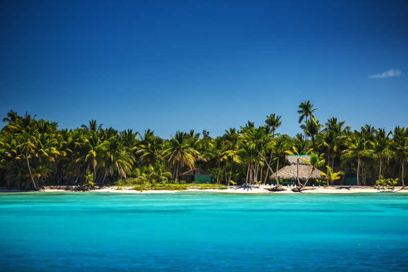热带海滩上的棕榈树群