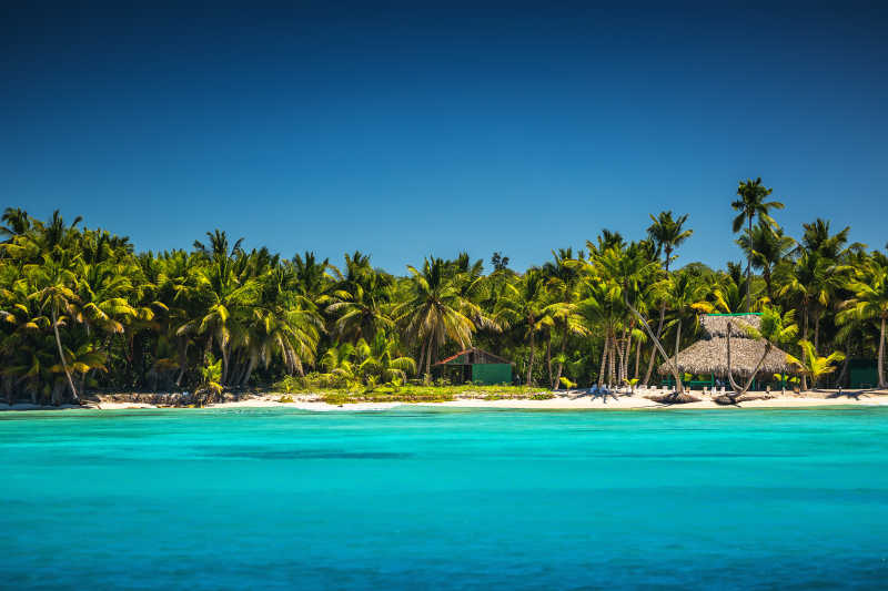 岛屿上的热带海滩上的棕榈树