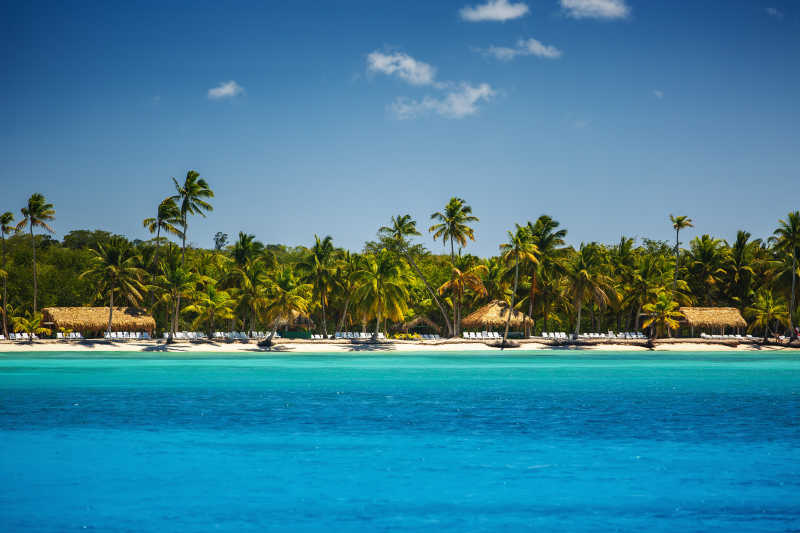 多米尼加共和国热带海滩上的棕榈树