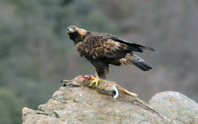 成功捕捉猎物的鹰