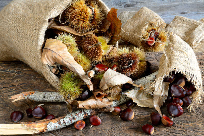 麻布口袋里新鲜的栗子