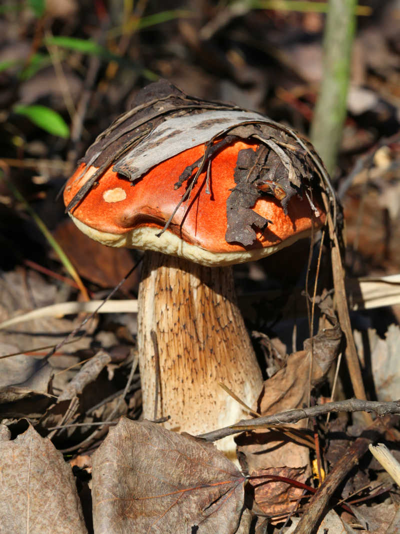 林中生长的棕帽菇